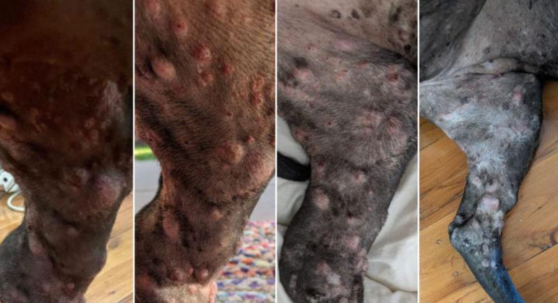  【深度揭秘：AI辅助医疗的边界与突破】——普通人如何重构生命救助路径 IT技术