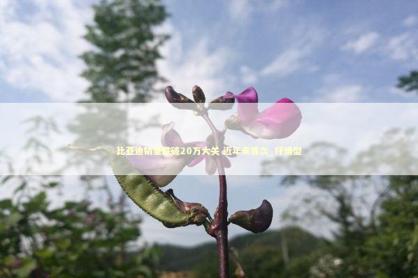 比亚迪销量跌破20万大关 近年来首次_抒情型